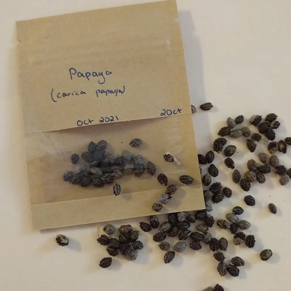 Papaya Seeds - Picture 4 of 5